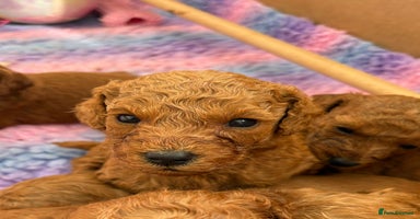 Cavapoo dogs - Advert 3