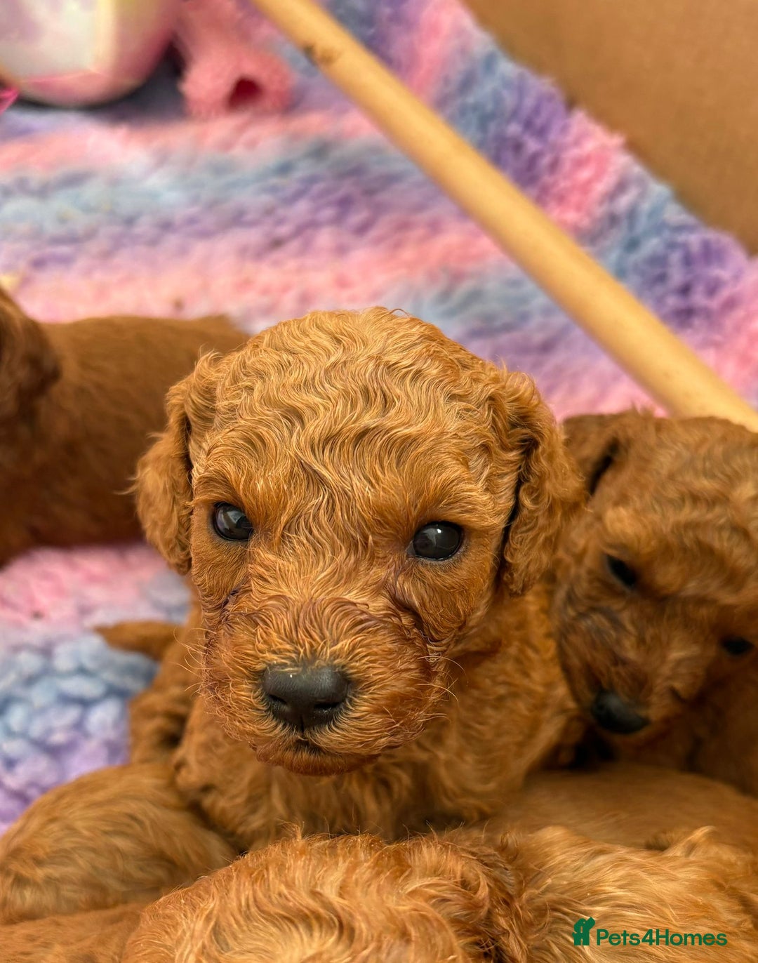 Cavapoo dogs for sale: Fox RED Cavapoo Puppies - Image 3