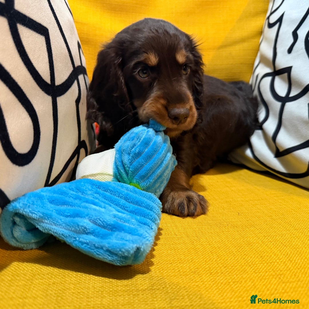 Cocker Spaniel dogs for sale: 7 Stunning Cocker Spaniel Puppies - Advert 11