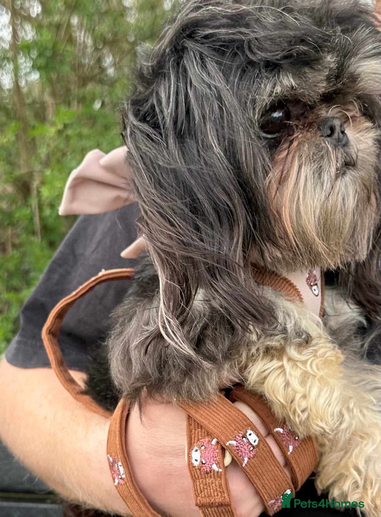 Shih Tzu dogs KC Reg Dobie Imperial Shih Tzu Stud (PROVEN) 👑  - Advert 19