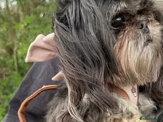 Shih Tzu dogs KC Reg Dobie Imperial Shih Tzu Stud (PROVEN) 👑 - Advert 19