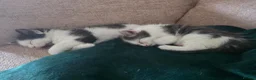 Mixed Breed cats for sale: Two gorgeous angels need a forever home  in Witney - Advert 12