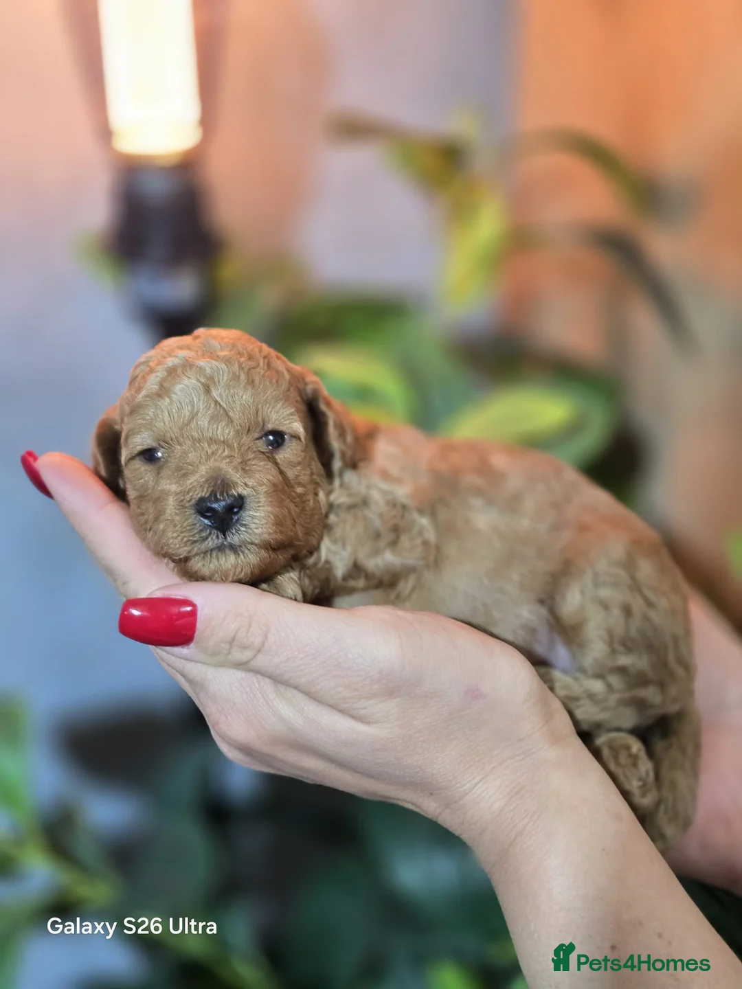 Toy Poodle dogs for sale: Pure toy poodle  - Advert 2