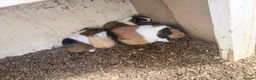 Guinea Pig rodents for sale: 10 Guinea pigs for sale  - Advert 4