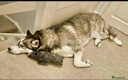 Siberian Husky dogs for sale: 5 year old husky - Image 5