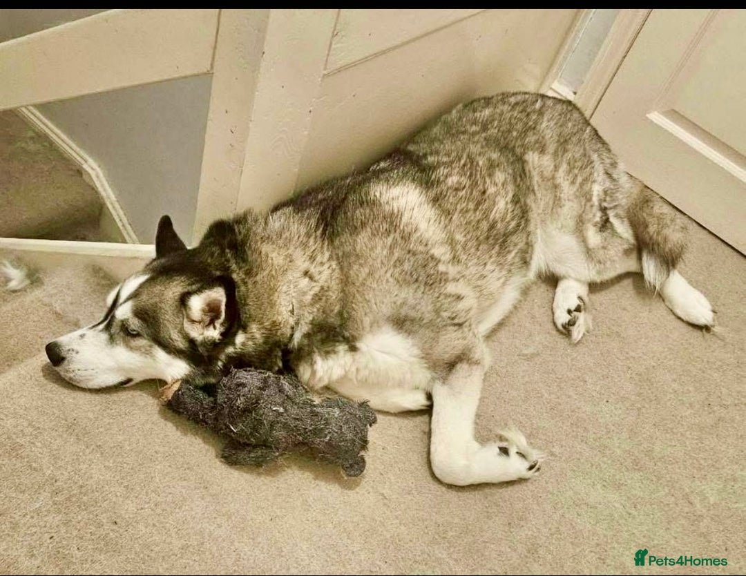 Siberian Husky dogs for sale: 5 year old husky - Image 5