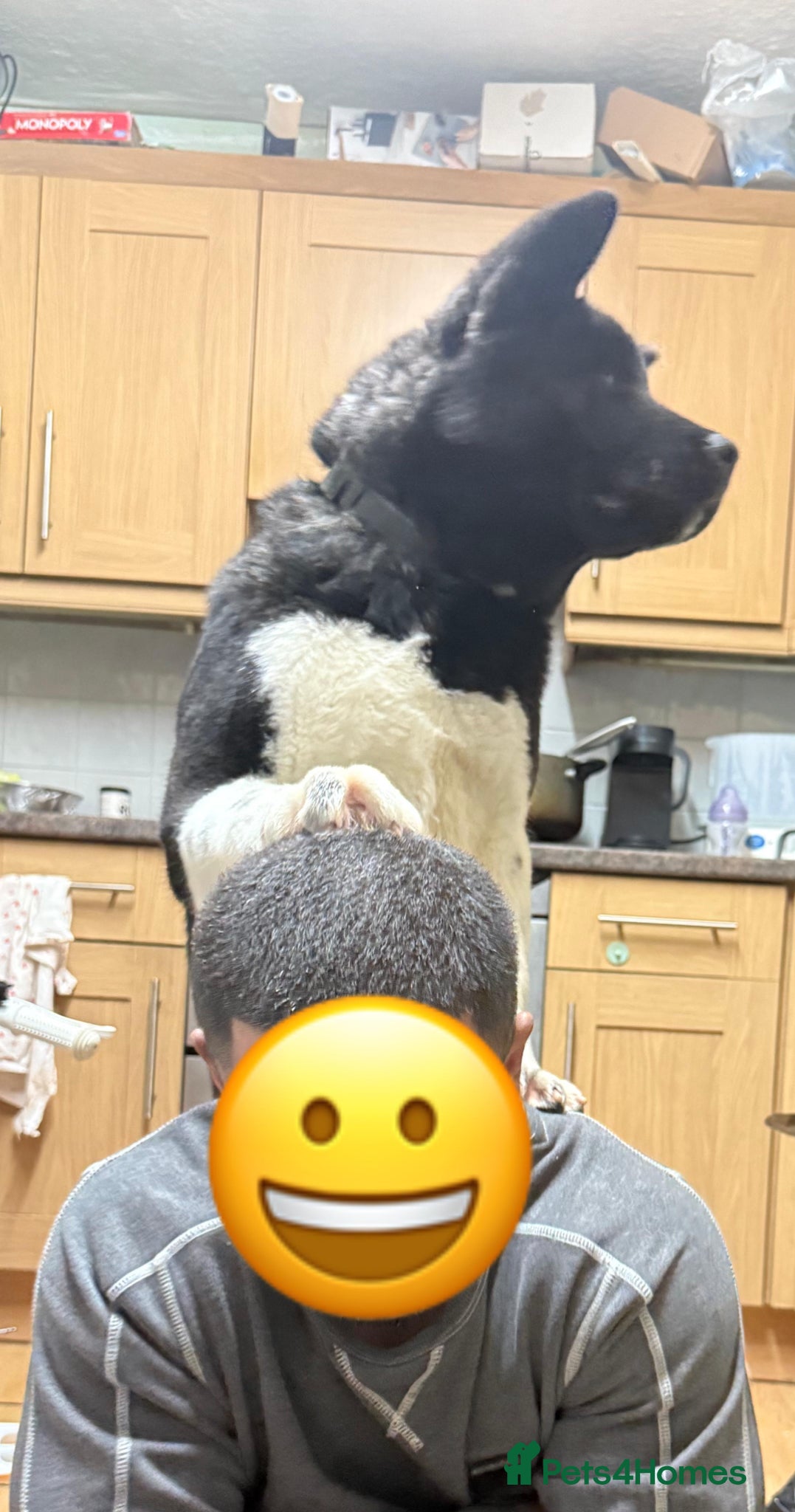 Akita dogs Kobi 8 months - Advert 3