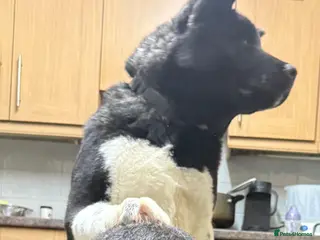 Akita dogs Kobi 8 months - Advert 3