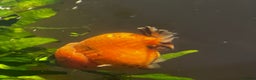 Fancy Goldfish fish for sale: Two lovely little male Ranchu fancy goldfish - Advert 7