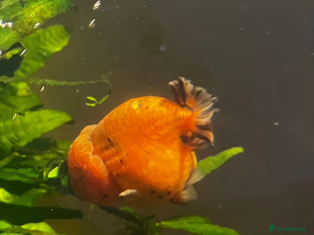 Fancy Goldfish fish for sale: Two lovely little male Ranchu fancy goldfish - Advert 7