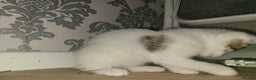 Mixed Breed cats for sale: Lilac & gold kittens  - Advert 16