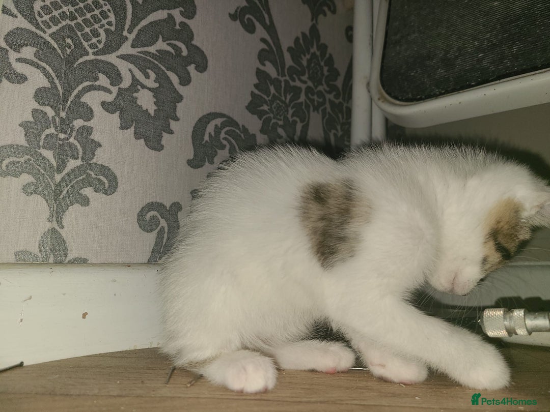 Mixed Breed cats for sale: Lilac & gold kittens  - Advert 16