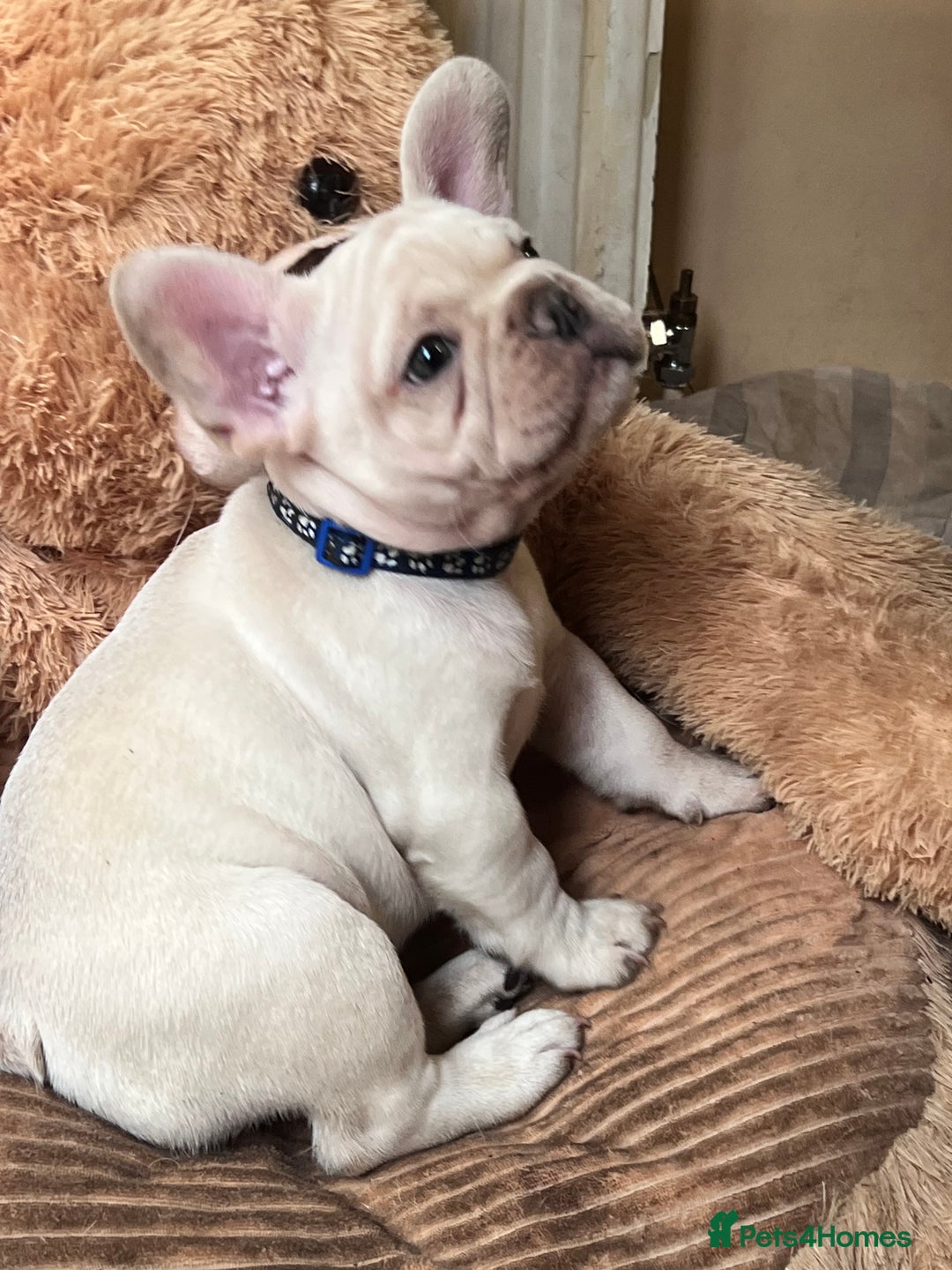 French Bulldog dogs for sale: Beautiful French Bulldog Puppies - Image 26