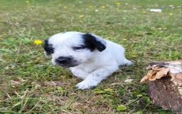 Mixed Breed dogs for sale: Spaniel Collie Cross Puppies  - Image 11