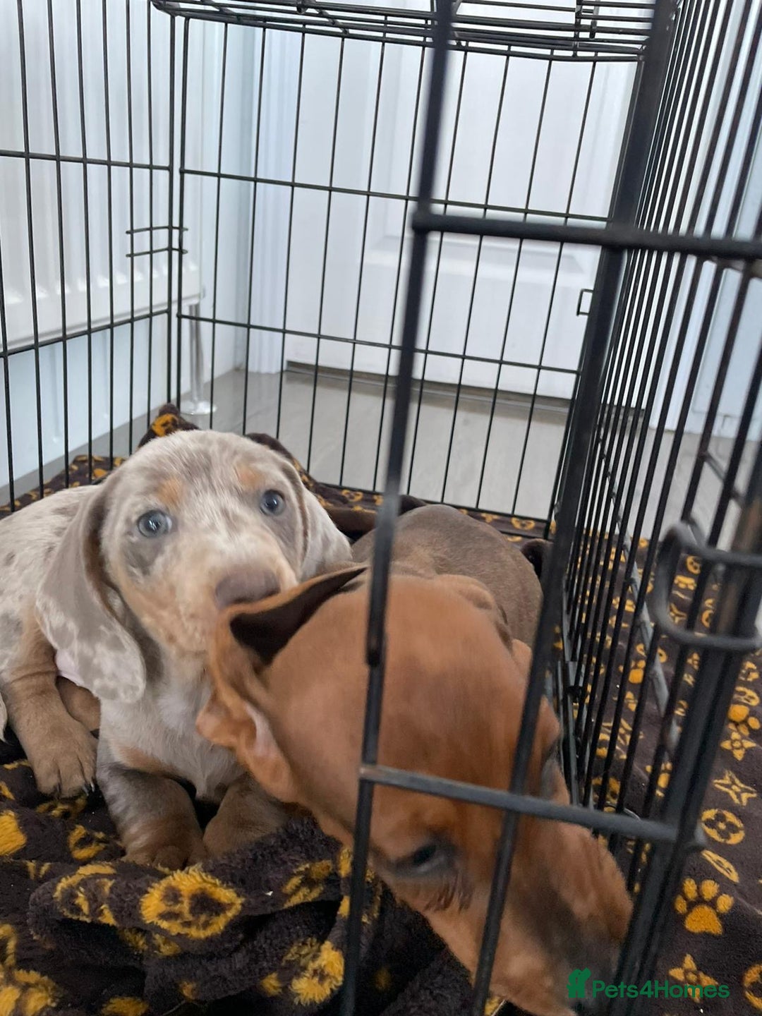 Miniature Dachshund dogs for sale: Miniature dachshund  - Image 2