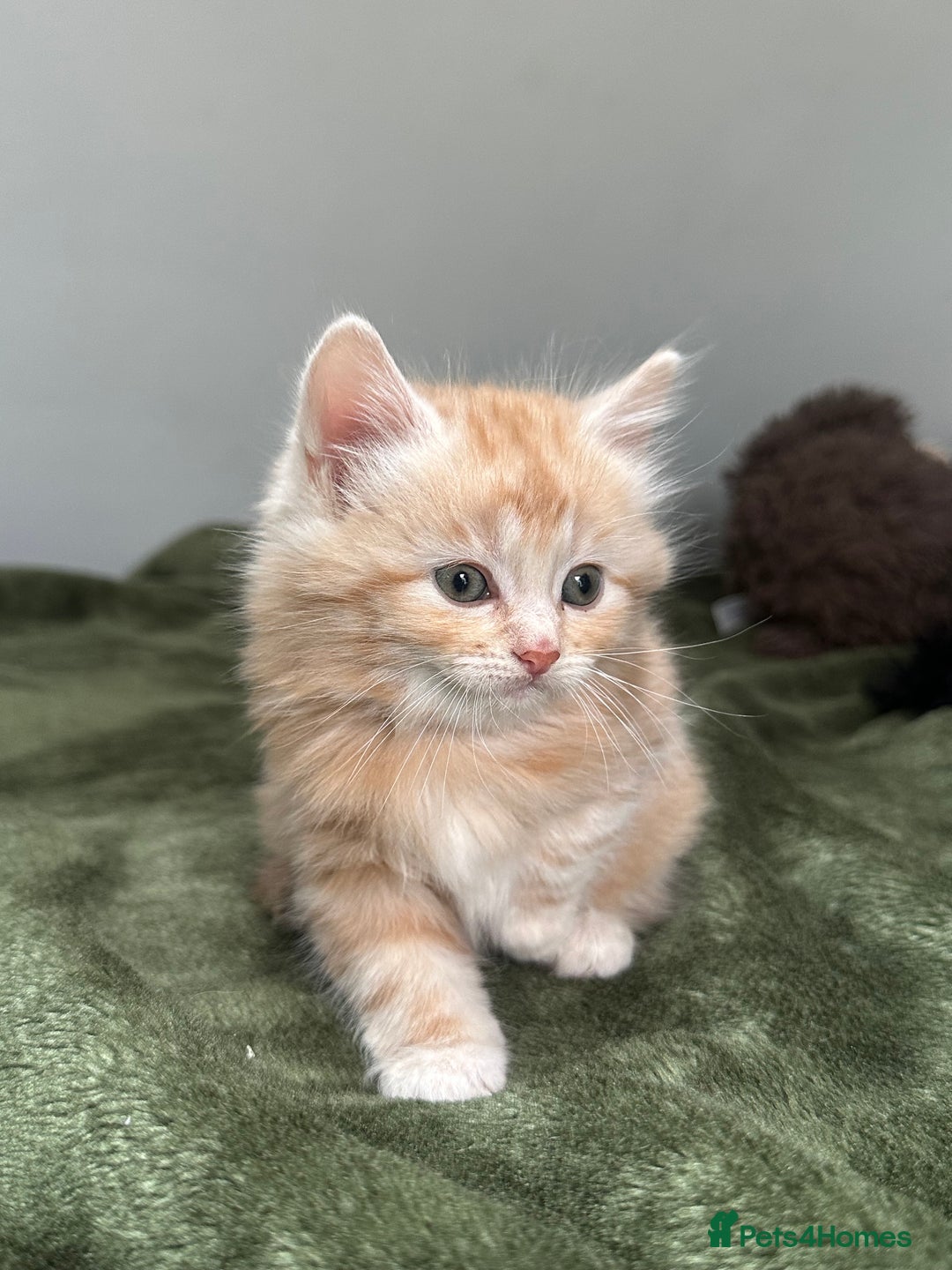 Scottish Fold cats for sale: Gorgeous fluffy Scottish Fold x DSH kittens - Image 20