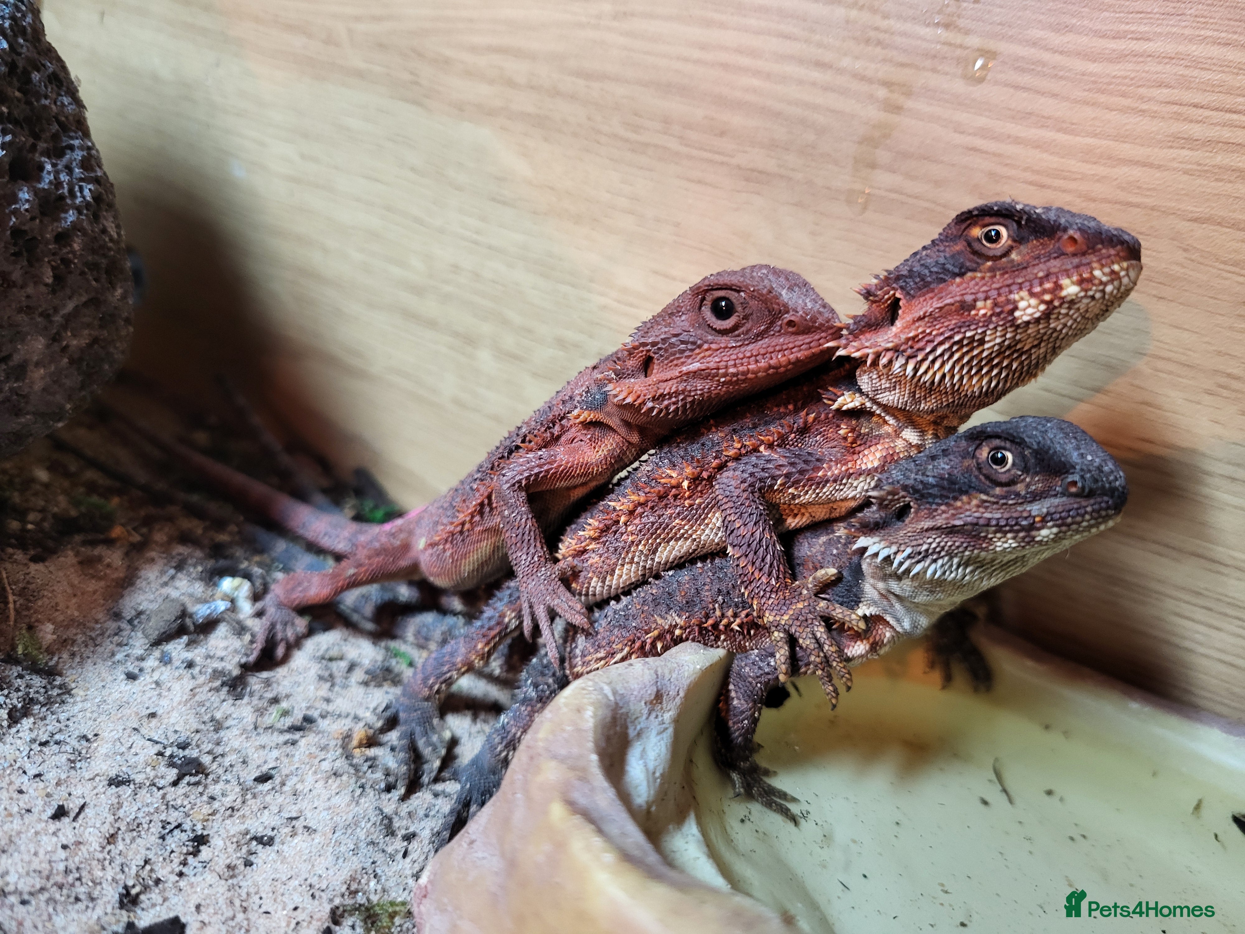 Bearded Dragon reptiles Red Monster Bearded Dragon babies - Advert 1