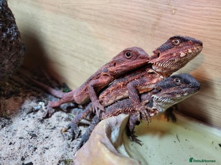 Bearded Dragon reptiles Red Monster Bearded Dragon babies - Advert 1