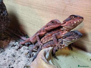 Bearded Dragon reptiles Red Monster Bearded Dragon babies - Advert 2