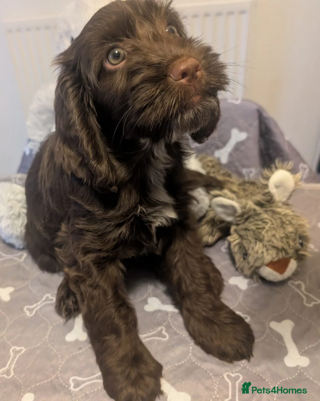 Cockapoo dogs for sale: Reserved - Beautiful Chocolate Cockapoo Pup - Advert 1