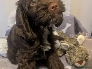 Cockapoo dogs Beautiful Brown Cockapoo Puppy | Ready Now - Advert 2