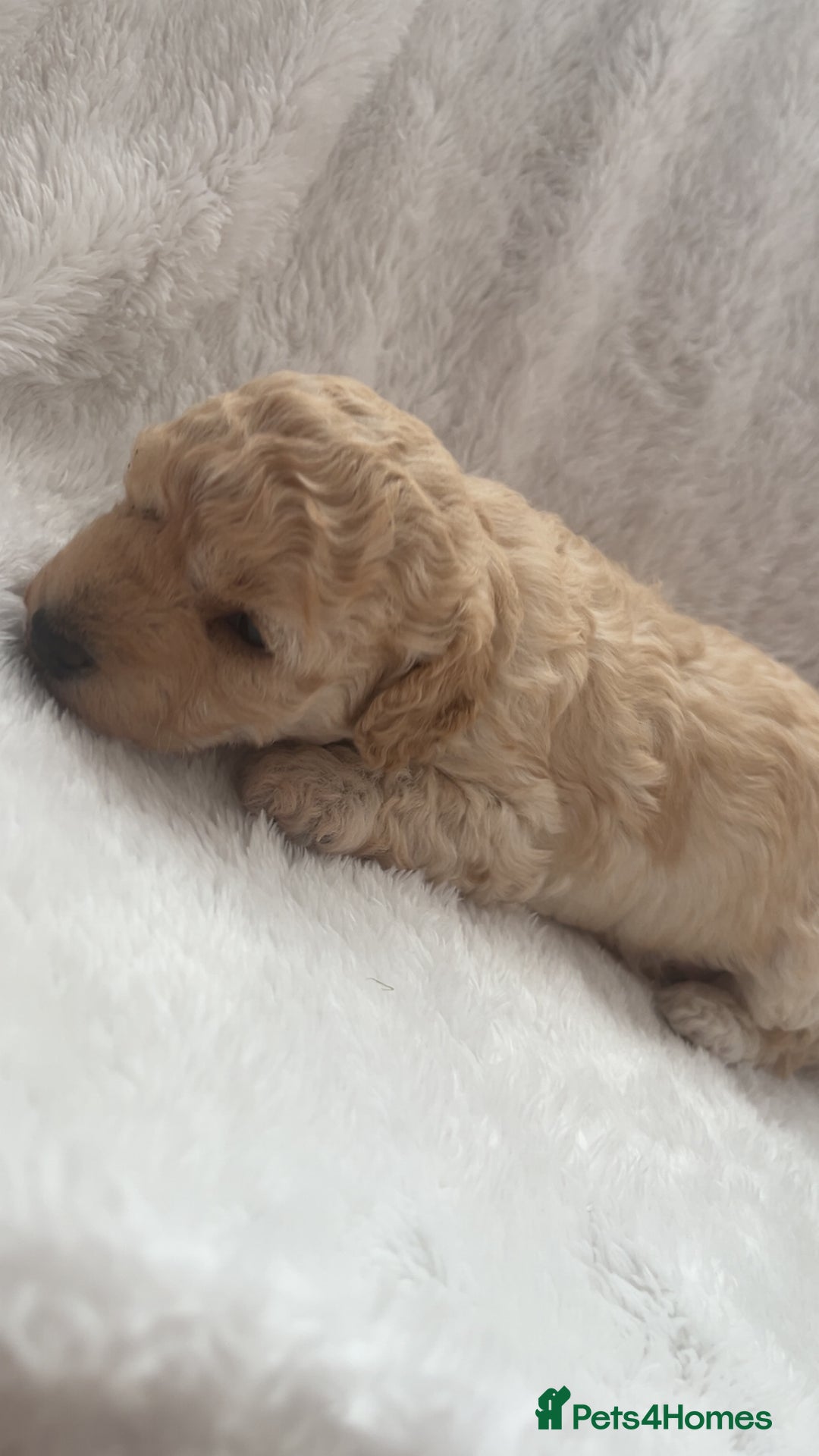 Poochon dogs for sale: Poochon puppies looking for forever home - Image 4