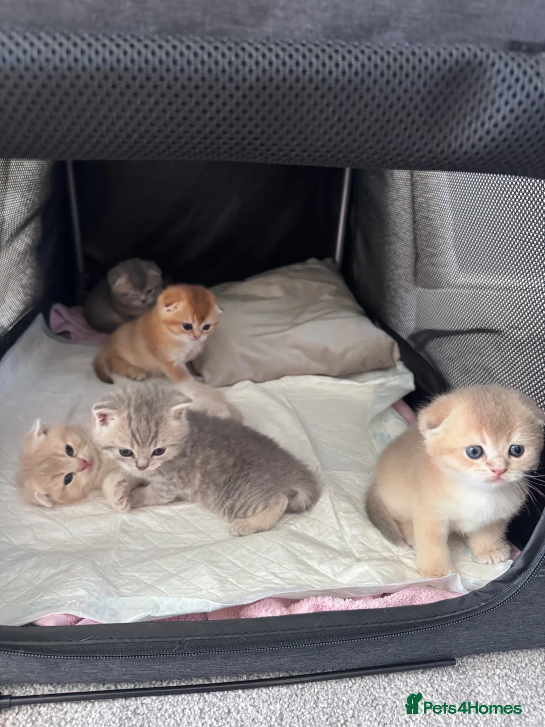 Scottish Fold cats for sale: Full Pedigree Beautiful Scottish Fold Kittens tica - Advert 2