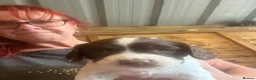 English Springer Spaniel dogs for sale: KC reg Springer spaniel Pups in Faringdon - Advert 13