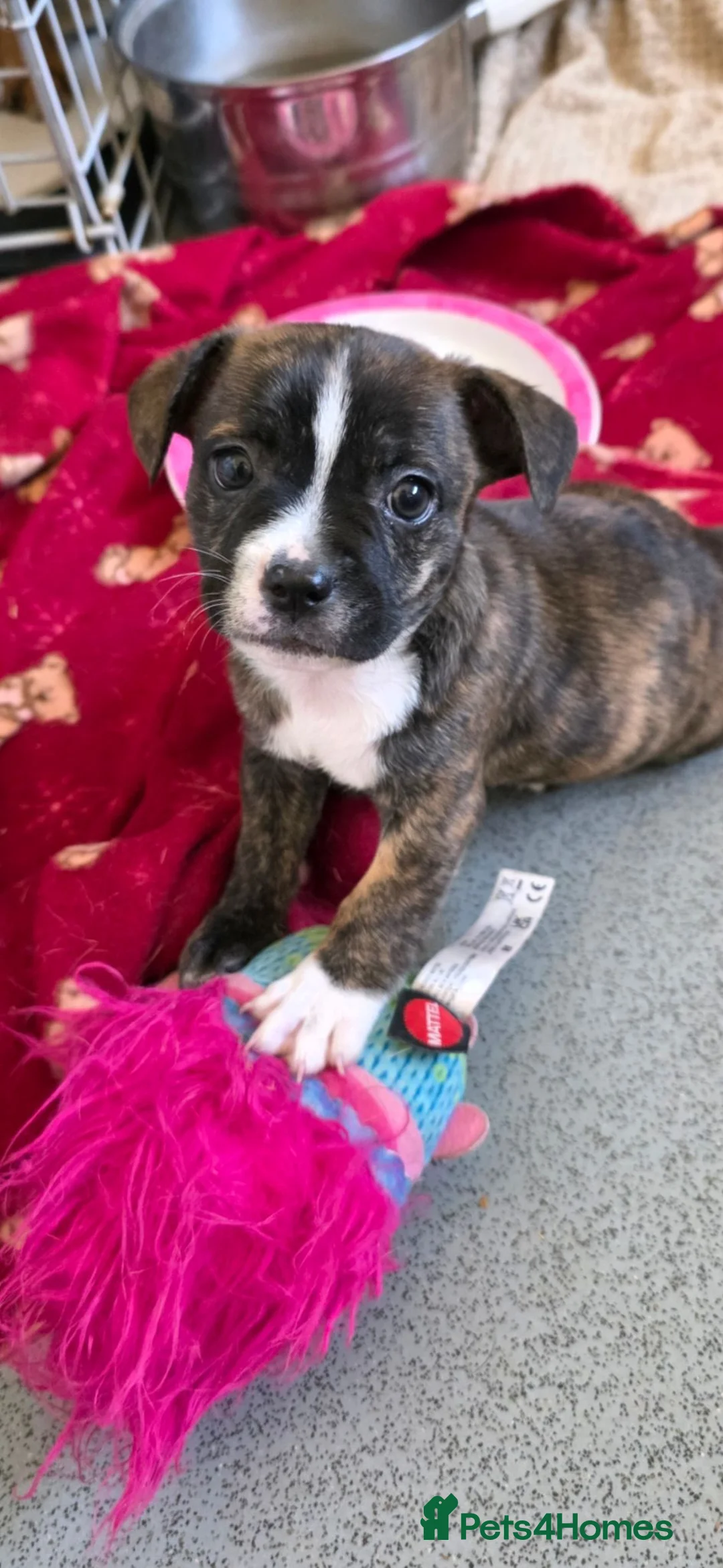Mixed Breed dogs for sale: Frenchie cross puppies  - Advert 1