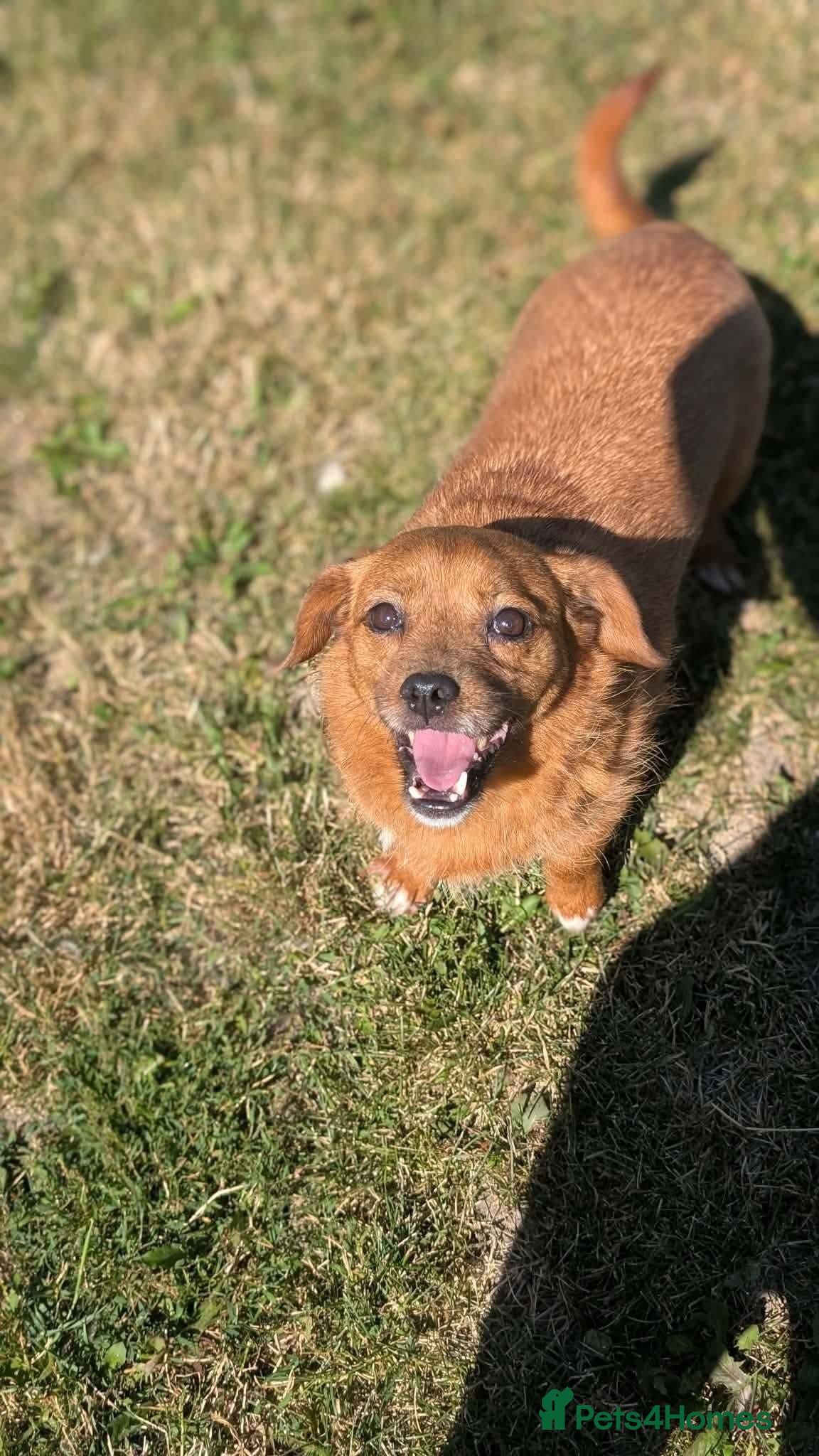 Mixed Breed dogs Misty for adoption - Advert 2