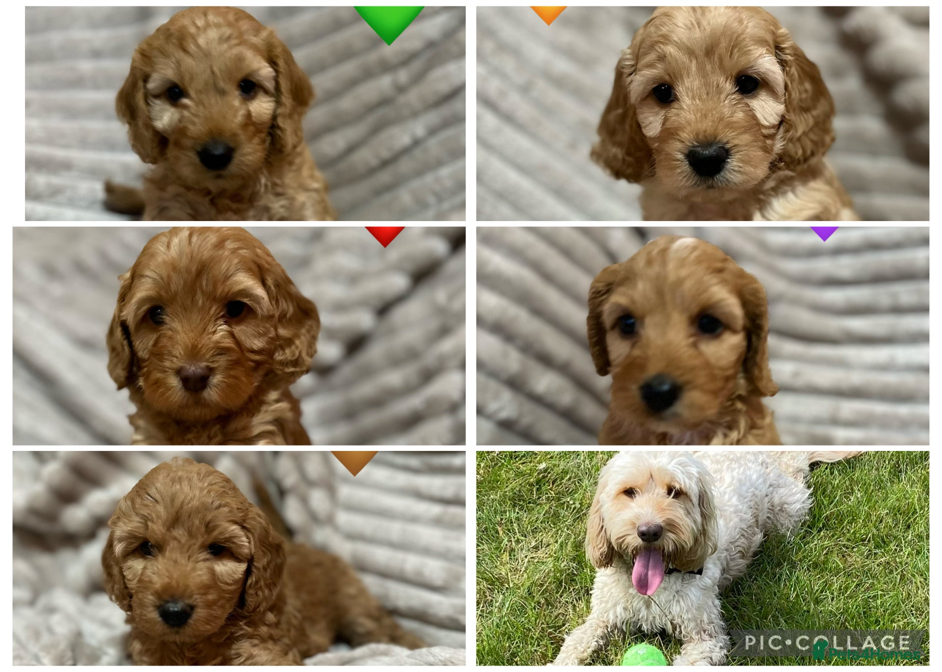 Cockapoo dogs Beautiful Red & Apricot F1B Cockapoo puppies  - Advert 9