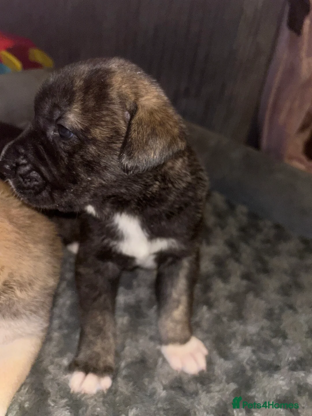 Mixed Breed dogs for sale: 10 beautiful puppies canecorso X huskyakita - Advert 17
