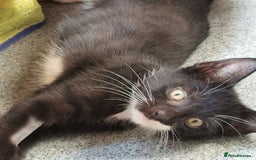 Mixed Breed cats for adoption: Fizz - kitten - Image 3