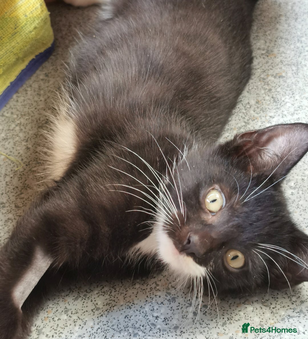 Mixed Breed cats for adoption: Fizz - kitten - Image 3