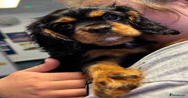 Cavalier King Charles Spaniel dogs - Advert 6