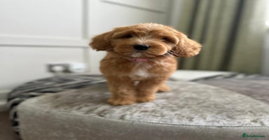 Australian Labradoodle dogs in Corby - Advert 5