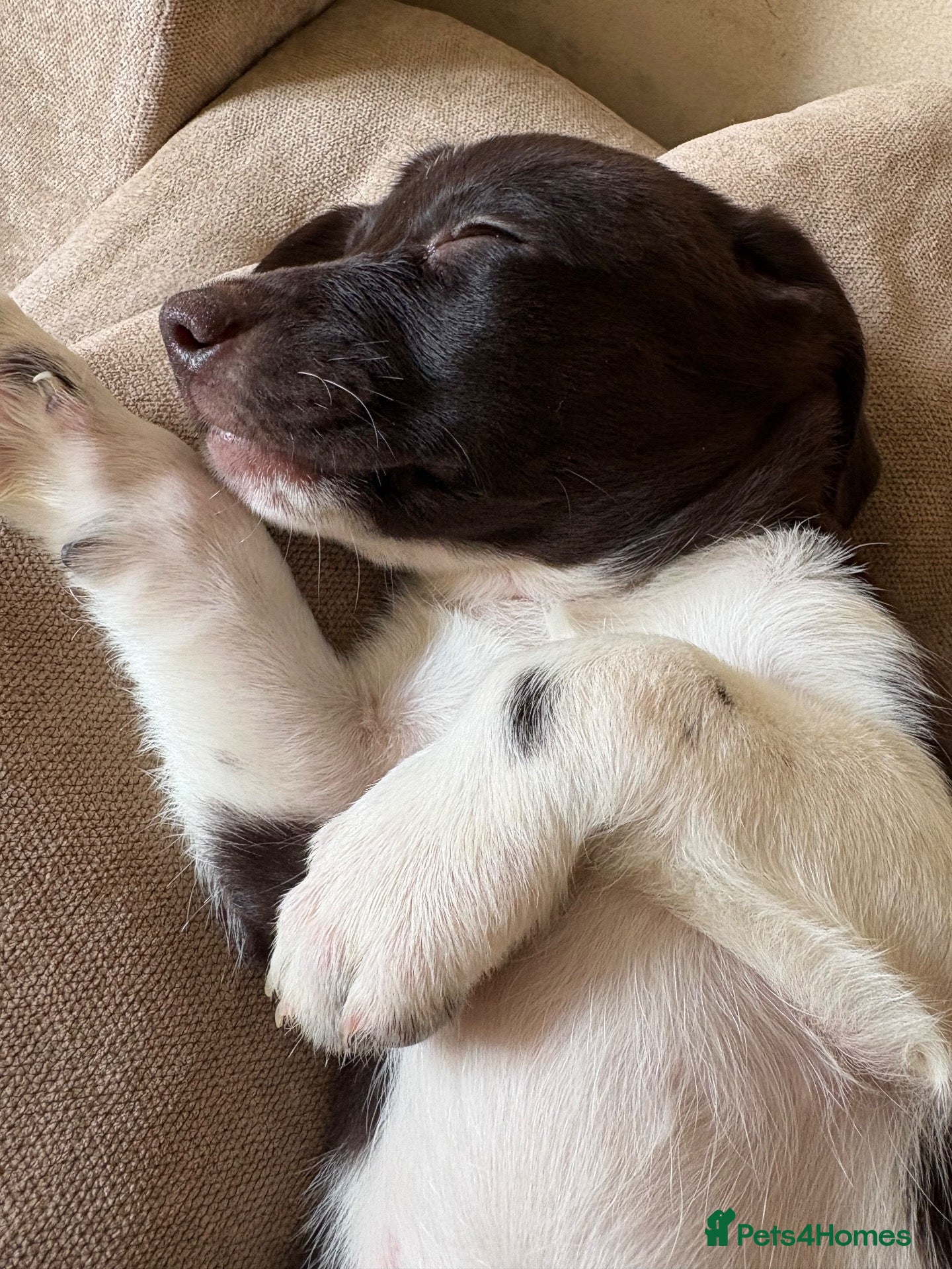 Mixed Breed dogs for sale: golden cocker retriever  - Advert 1