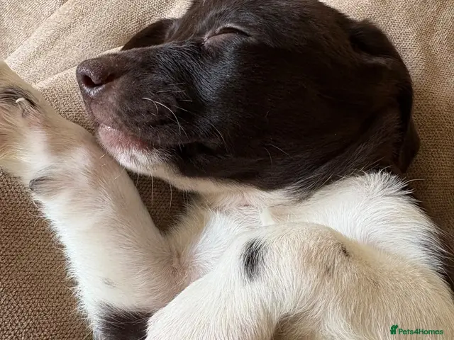 Mixed Breed dogs for sale: golden cocker retriever - Advert 1