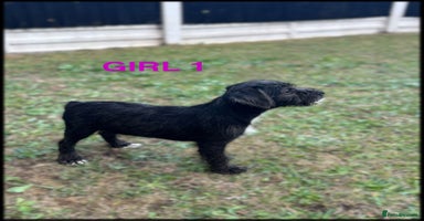 Patterdale Terrier dogs - Advert 9