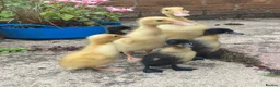 Ducks poultry for sale: Indian Runner Duck Hatching Eggs and Ducklings - Advert 8