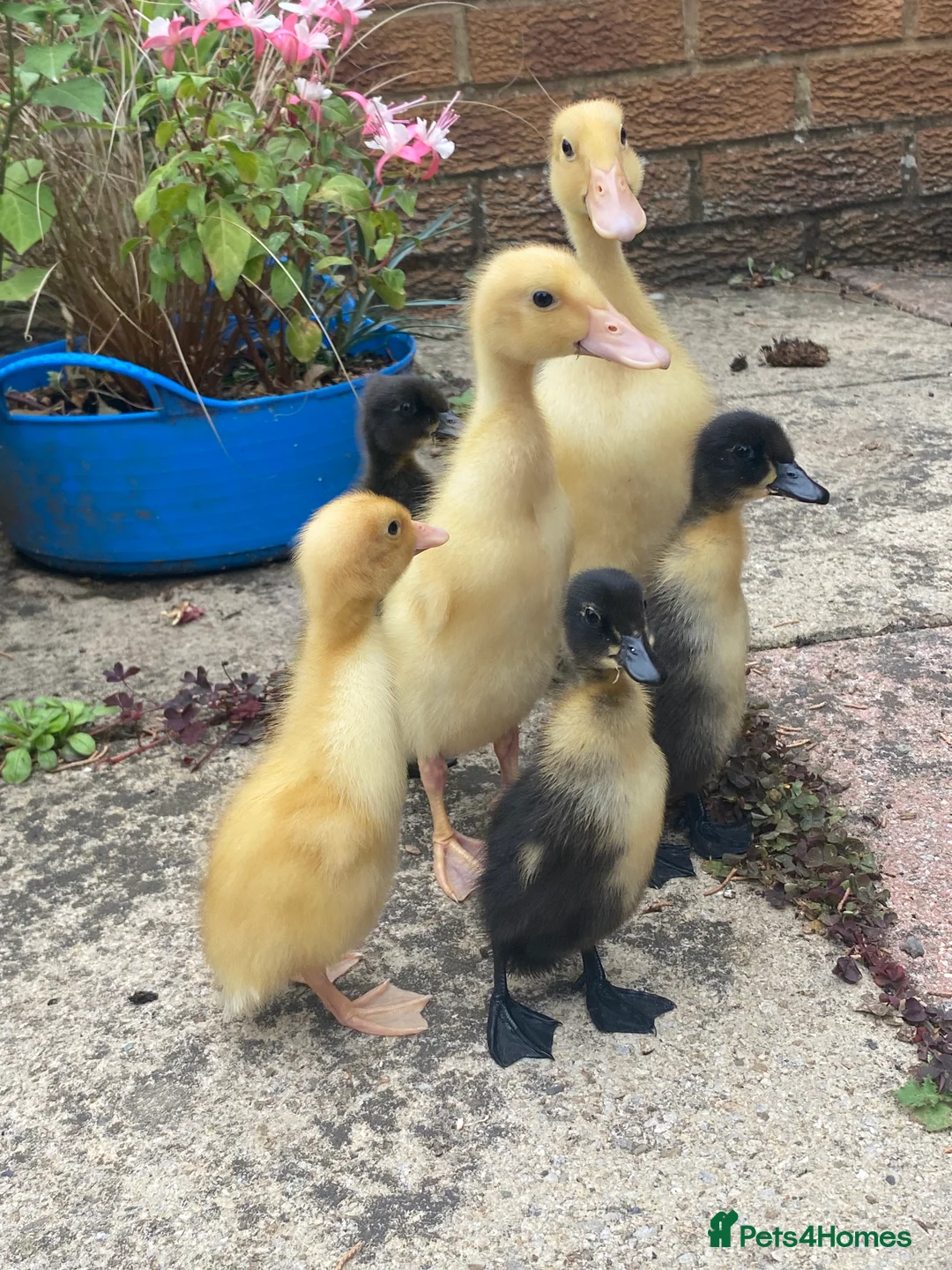 Ducks poultry for sale: Indian Runner Duck Hatching Eggs and Ducklings - Advert 8