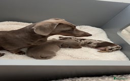 Miniature Dachshund dogs for sale: Isabella & tan Miniature dachshund  - Image 1