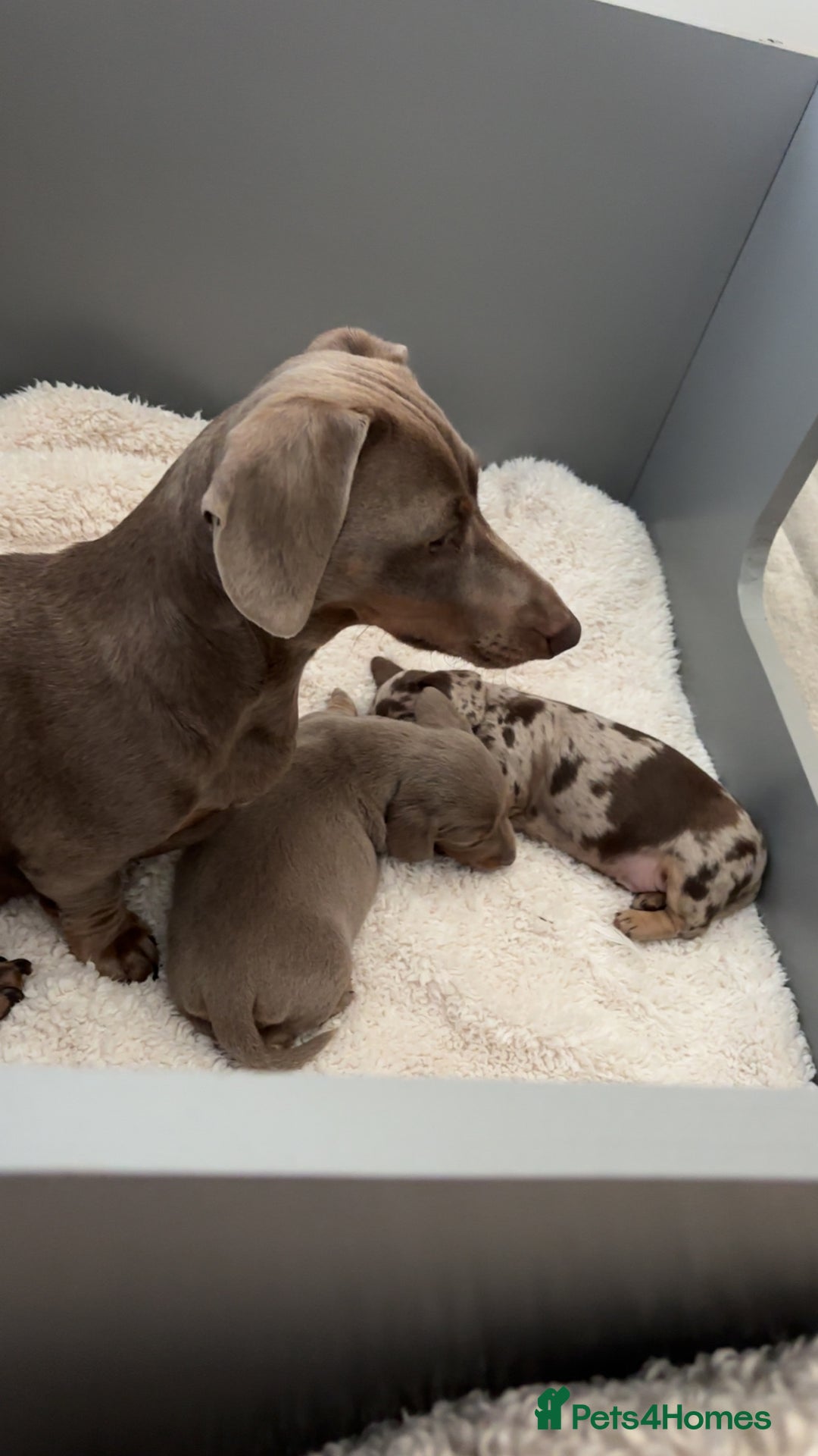 Miniature Dachshund dogs for sale: Isabella & tan Miniature dachshund  - Image 1