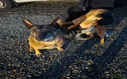 Belgian Shepherd Dog dogs for sale: 4 month old Belgium shepherd  - Advert 4