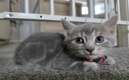 Mixed Breed cats for sale: Gorgeous 2 Girls and 3 boys For sale - Image 28