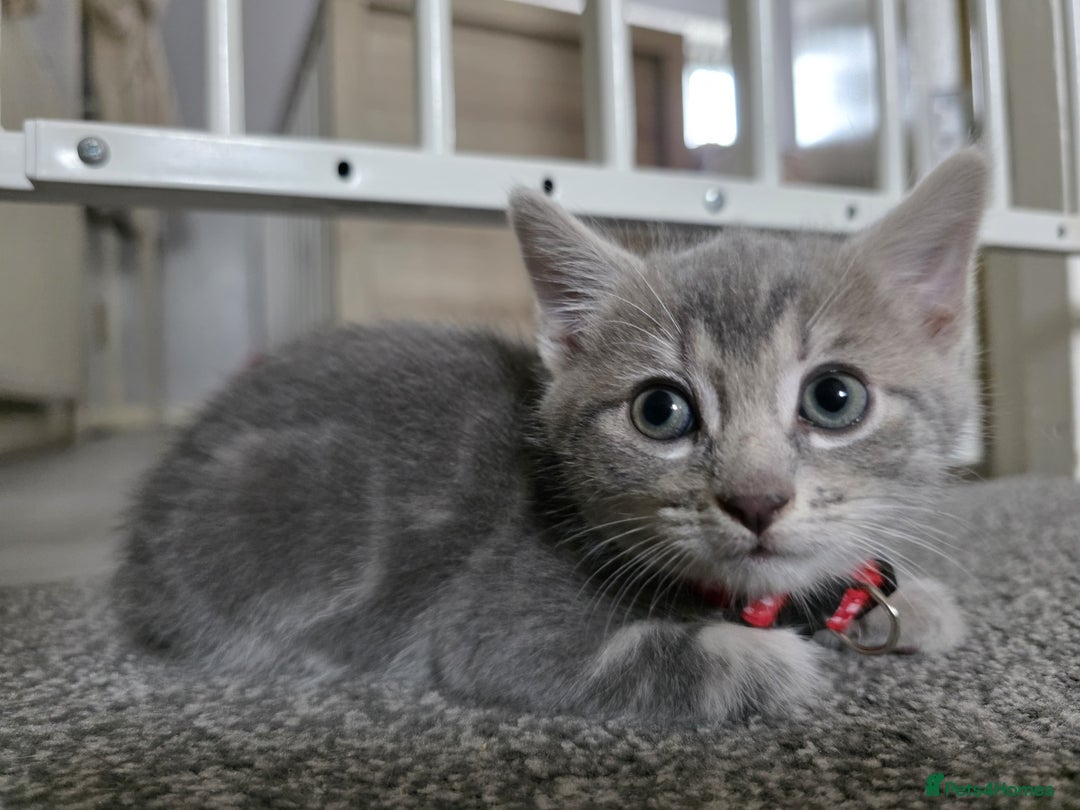 Mixed Breed cats for sale: Gorgeous 2 Girls and 3 boys For sale - Image 28