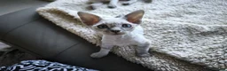 Devon Rex cats for sale: Devon Rex kittens pointed💙blue eyes💙 - Advert 9