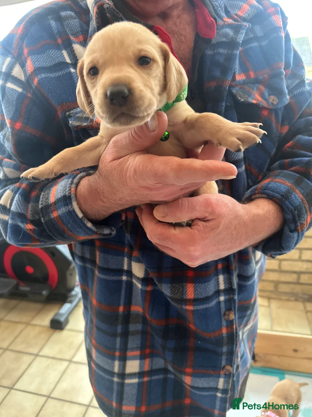 Mixed Breed dogs for sale: Vizslador puppys - Advert 17