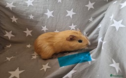 Guinea Pig rodents for sale: males guinea pigs  - Image 2