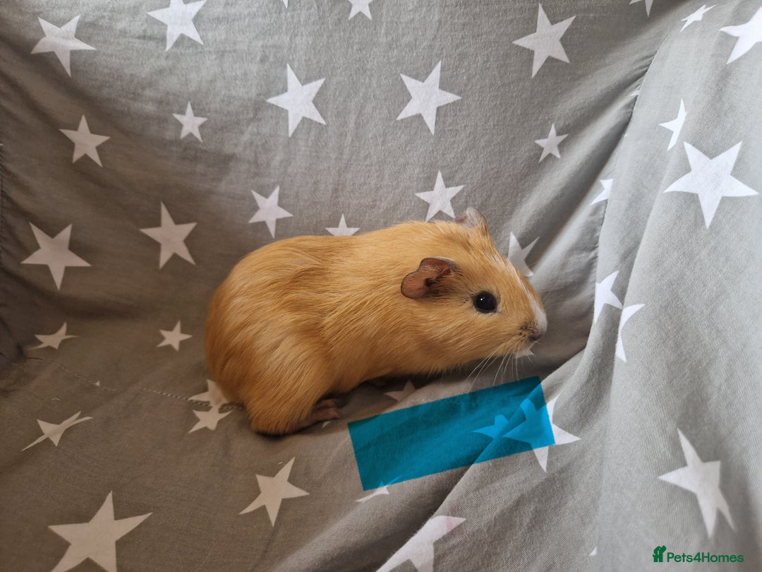 Guinea Pig rodents for sale: males guinea pigs  - Image 2